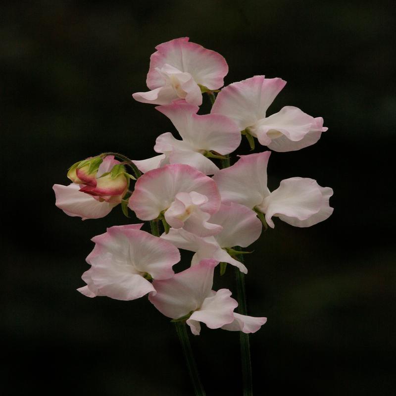 Sweet Pea High Society