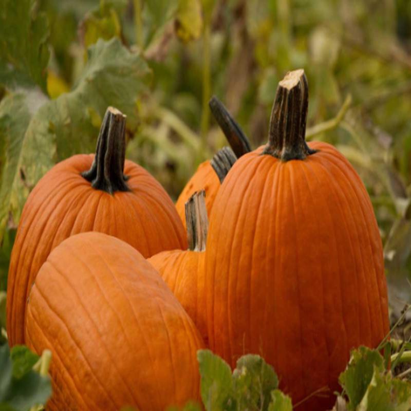 10 Organic Howden's Pumpkin Vegetable Seeds