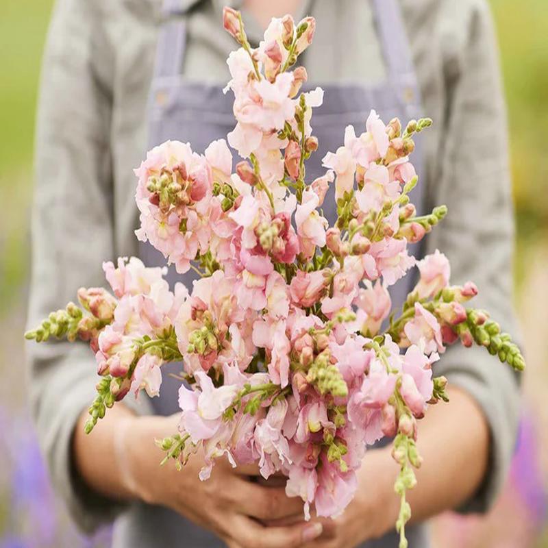 100 Blush Hybrid Snapdragon Flower Seeds