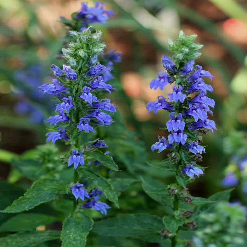 200 Blue Cardinal Flower Seeds
