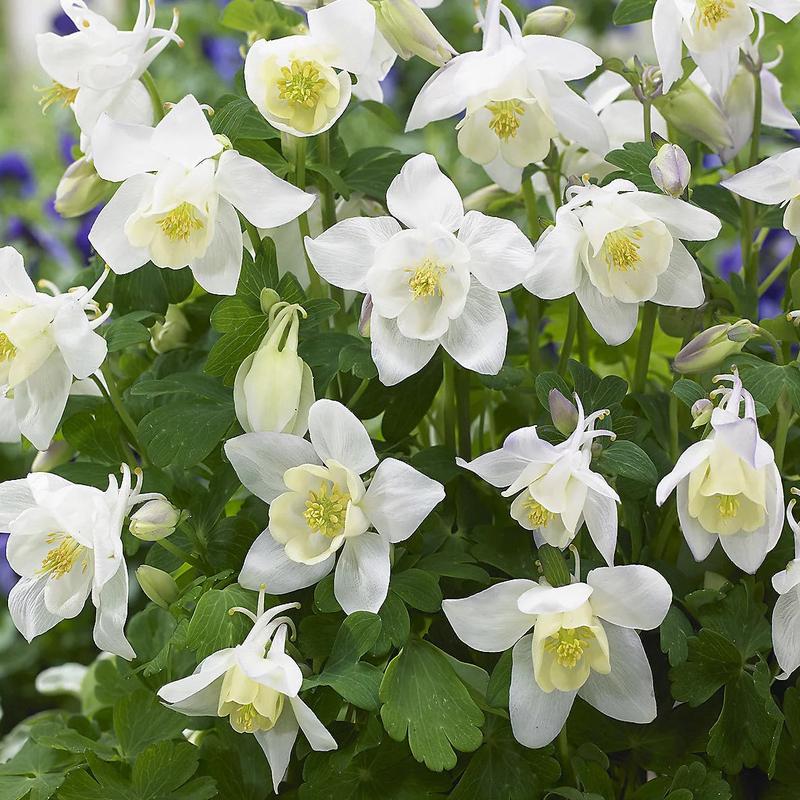 25 White Star Columbine Flower Seeds
