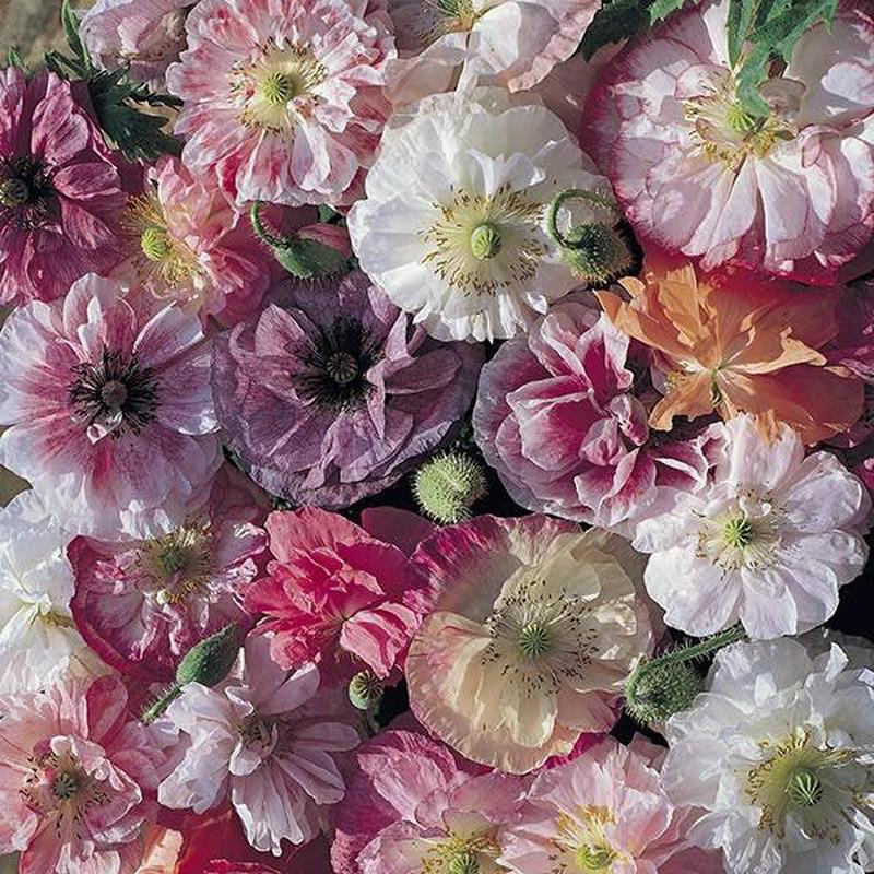 300 Angel's Choir Poppy Flower Seeds