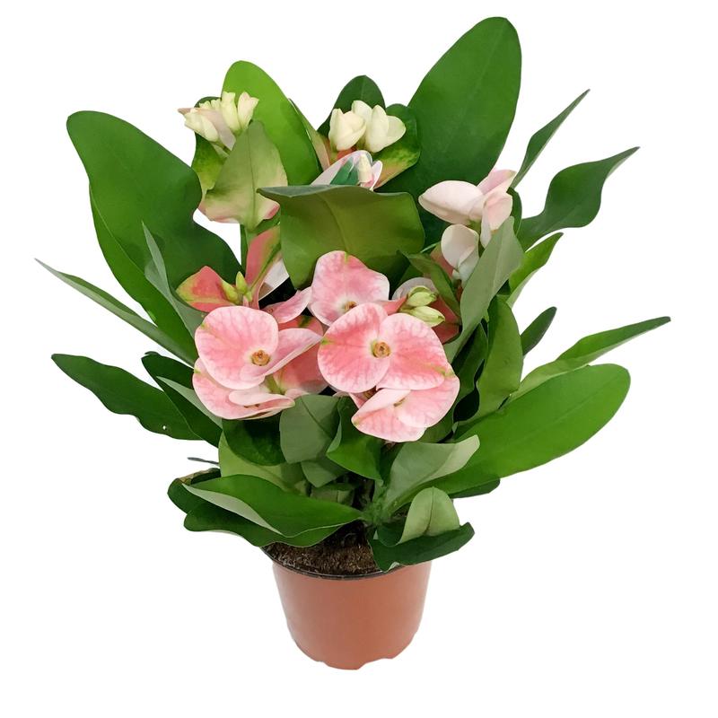 4in Valentines Planter Crown Of Thorns