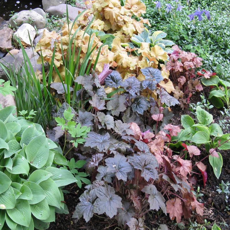 50 Coral Bells Hybrid Mixed Flower Seeds / Hybrid Mixed Heuchera Flower Seeds