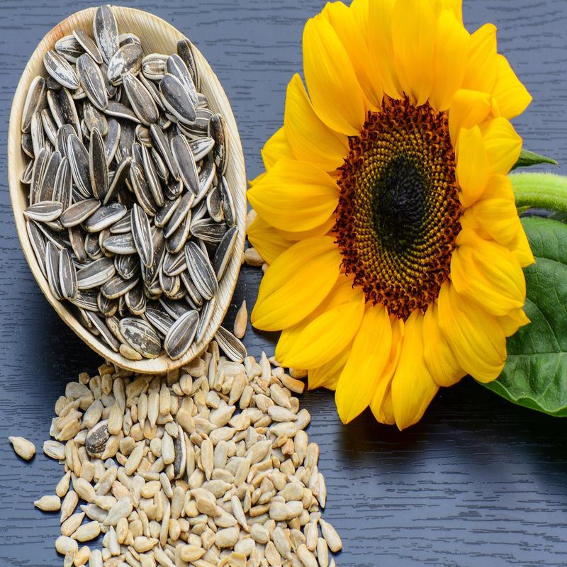 Sunflower Snack