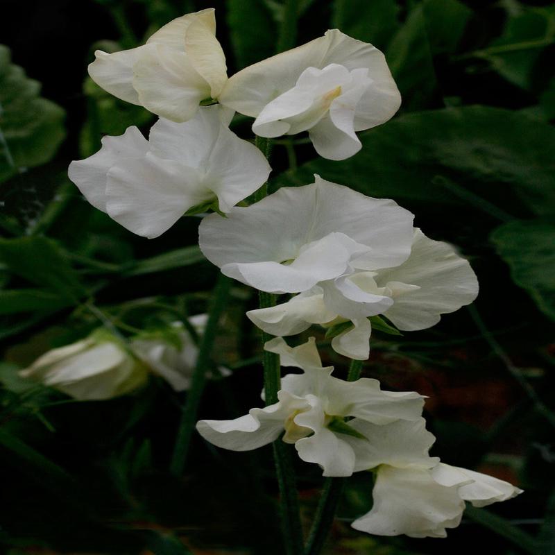 Sweet Pea Aoraki