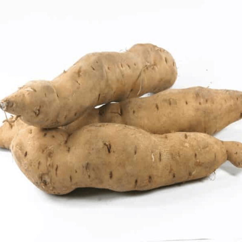 White Yam Sweet Potato Plants