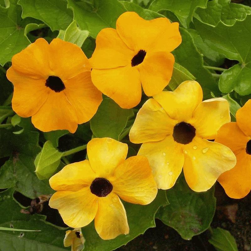 100 Black Eyed Susan Vine Flower Seeds