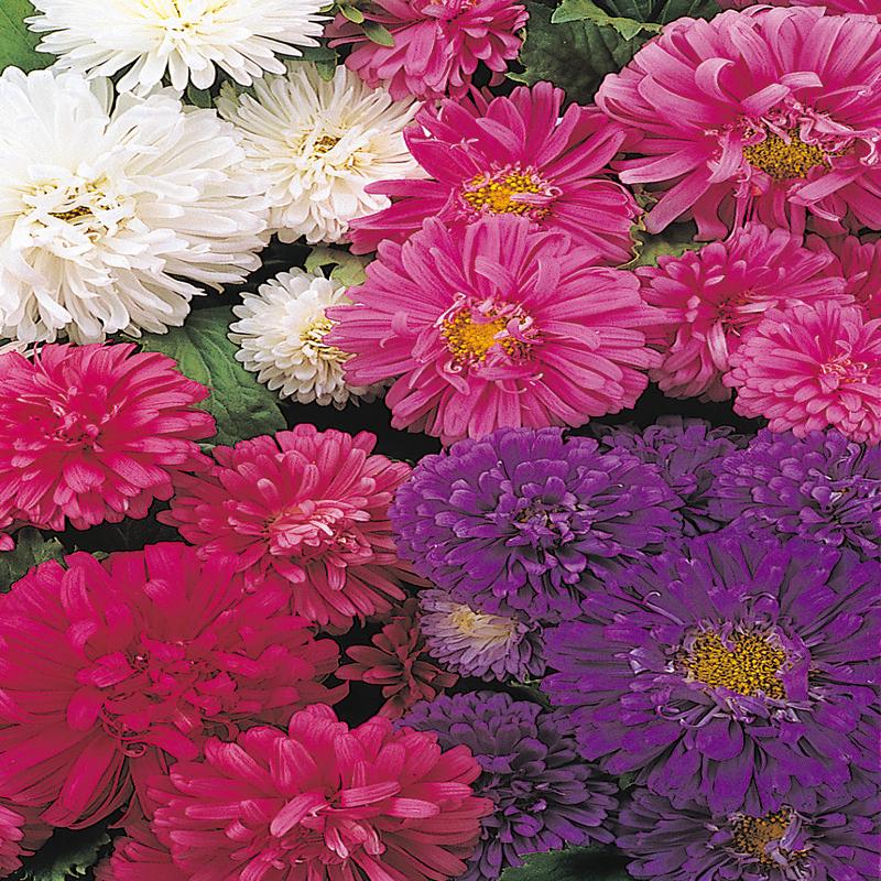 Aster Dwarf Thousand Wonders Mix