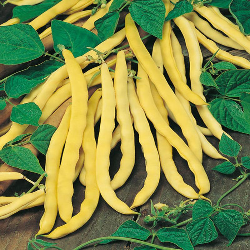 Beans Climbing Butter Goldfield