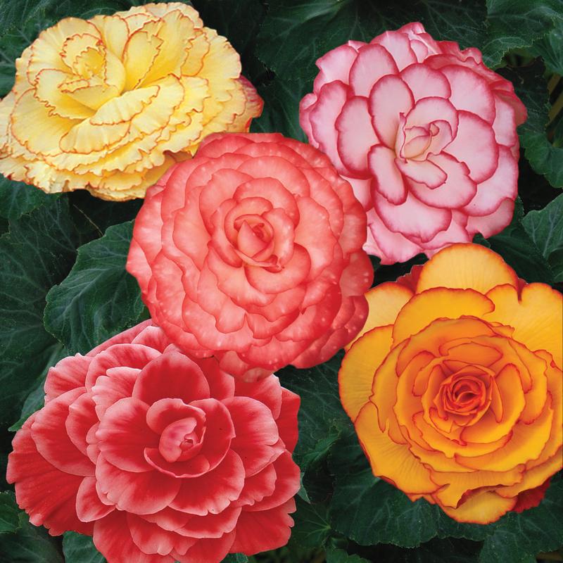 Begonia On Top Mix Tuberous