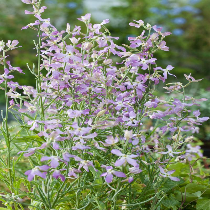 Stock Evening Scented