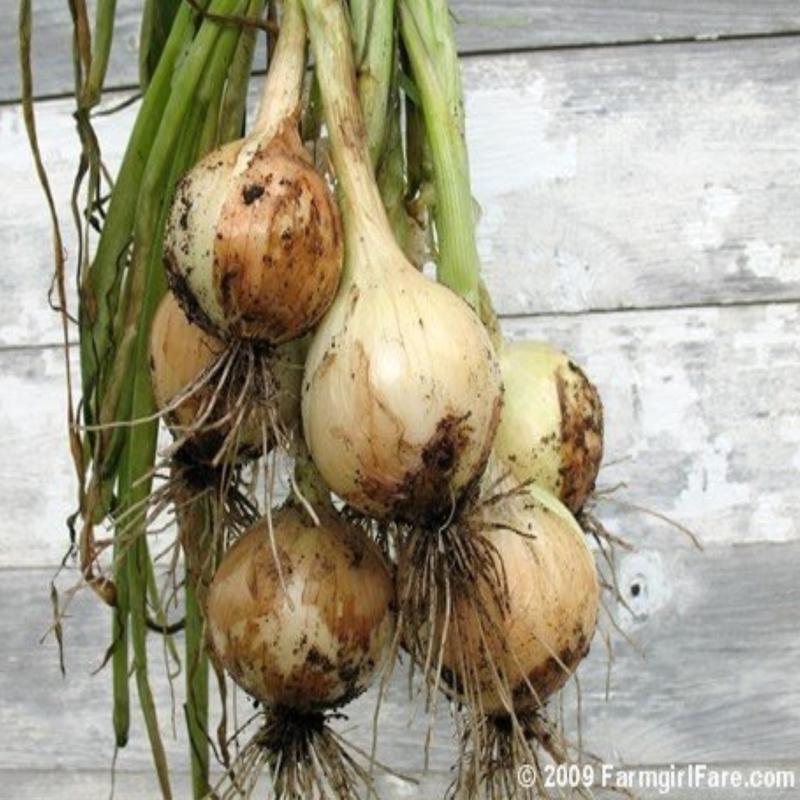 Texas 1015Y Supersweet Onion Plants
