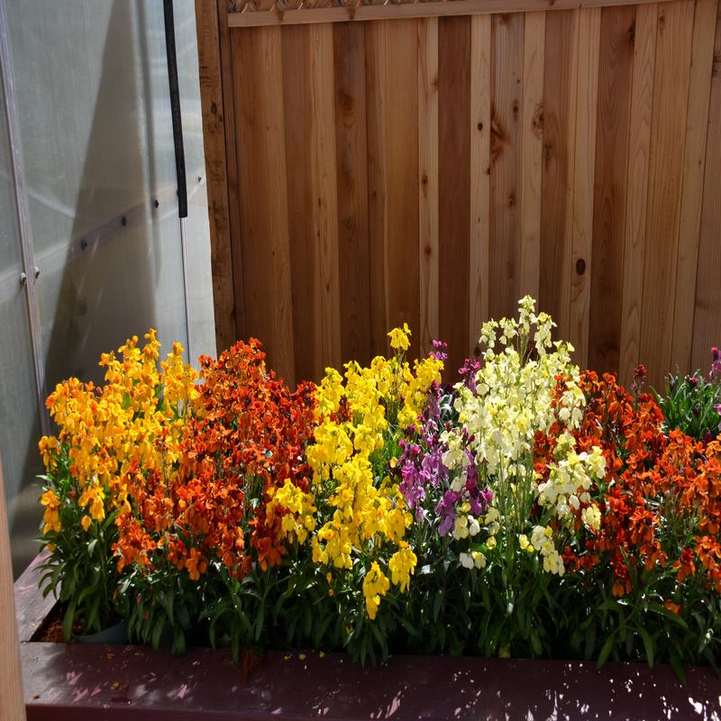 Wallflower Sugar Rush Mix