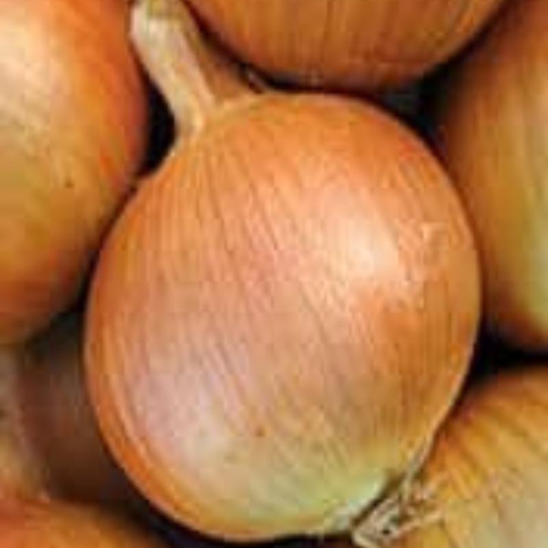 Yellow Sweet Spanish Onion Plants