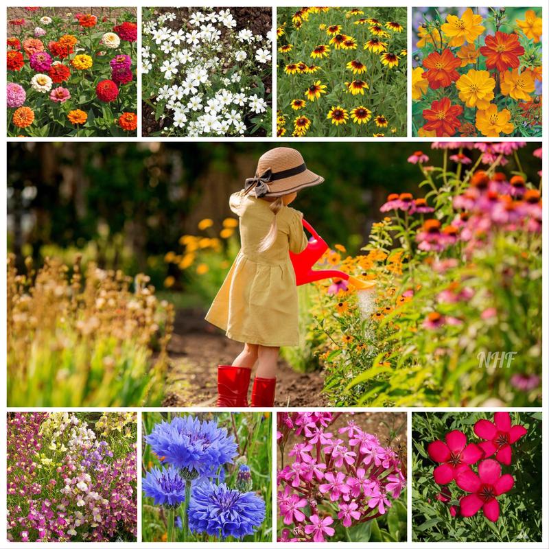 2000+ Children's Flower Seed Mix