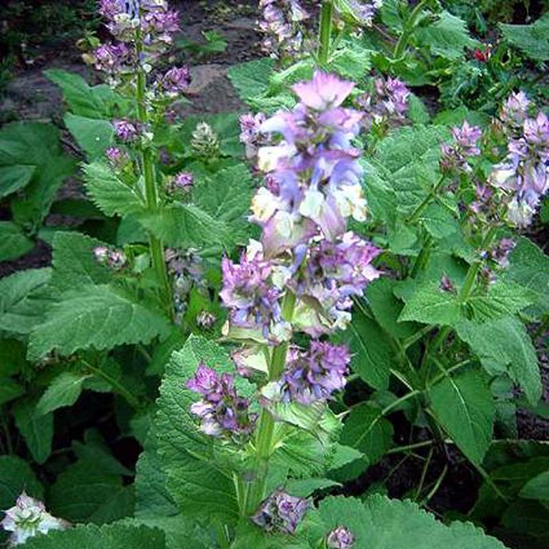 50 Bluish White Clary Sage / Bluish White Salvia Flower Seeds