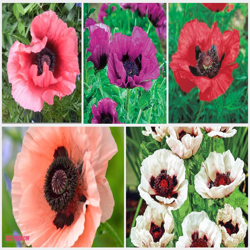 50 "Deluxe Mix" Oriental Poppy Flower Seeds