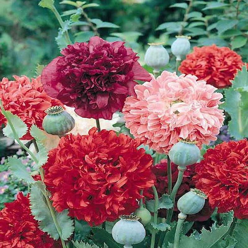 500 Double Peony Poppy Flower Seeds