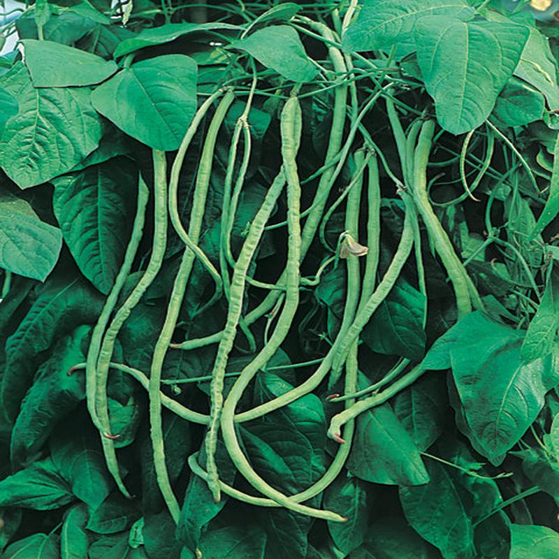 Bean Asparagus Bean : Kaohsiung (Green Pod)