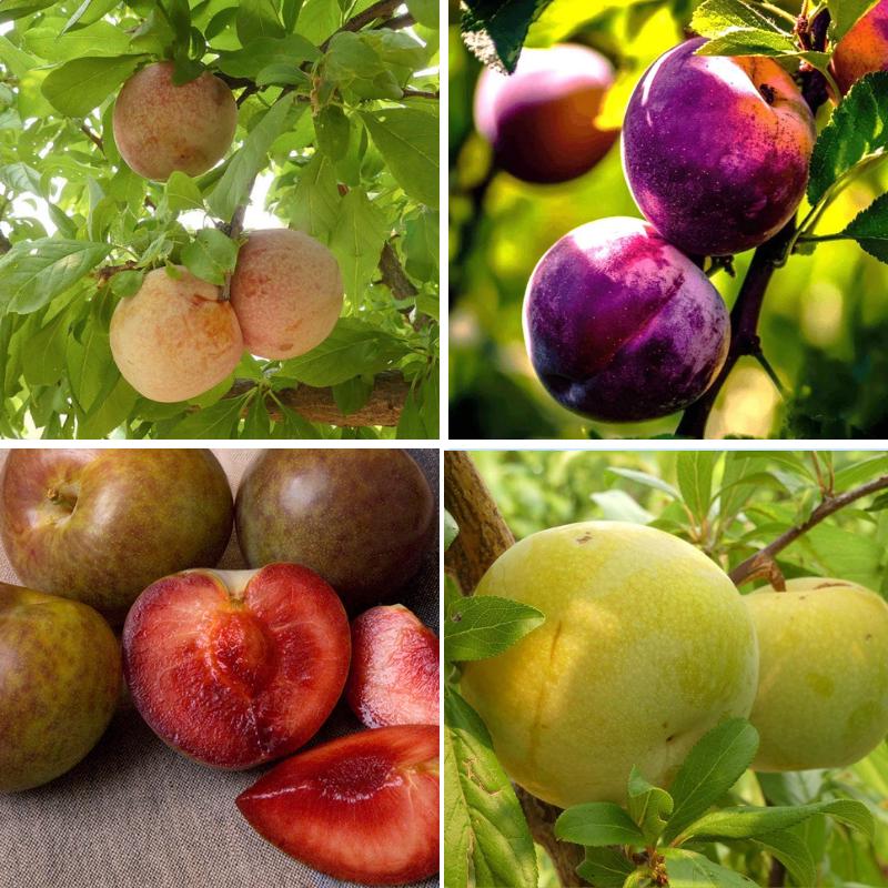 "Constant Harvest" Pluot 3 on 1 Multi Grafted Fruit Tree