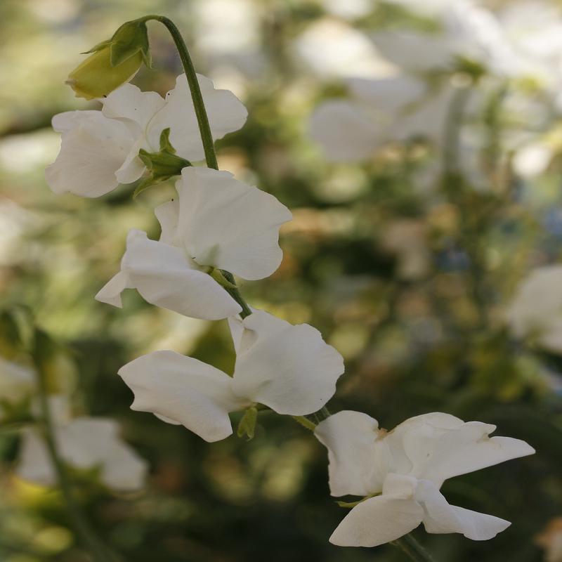 Sweet Pea Solstice White