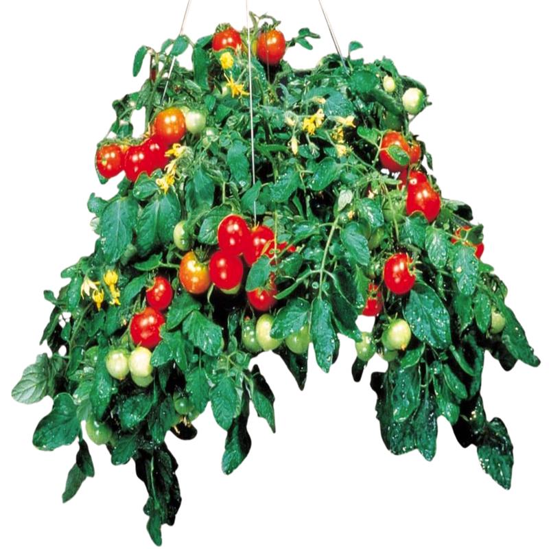 Tumbler Tomato Seeds
