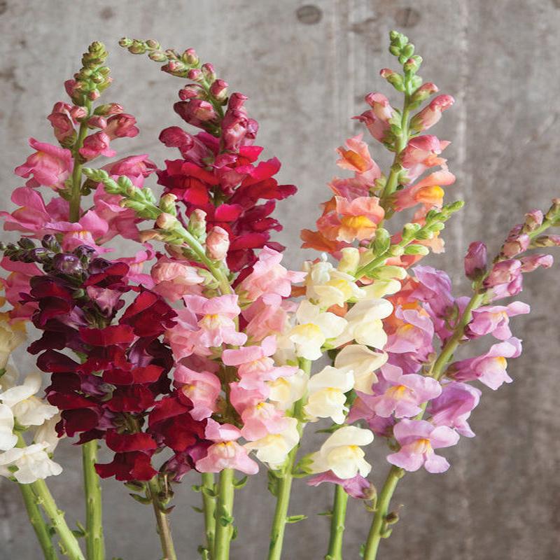 100 Rocket Mixed Color Snapdragon Flower Seeds