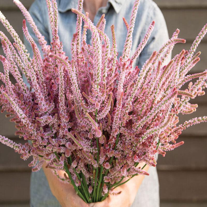100 Suworowii Sea Lavender Statice Flower Seeds