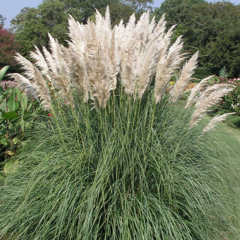 100 White Pampas Grass Shrub Seeds