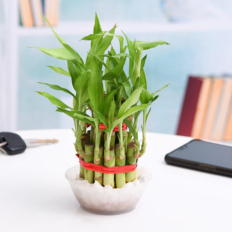 2 Layer Lucky Bamboo Plant In Round Plastic Bowl and Pebbles