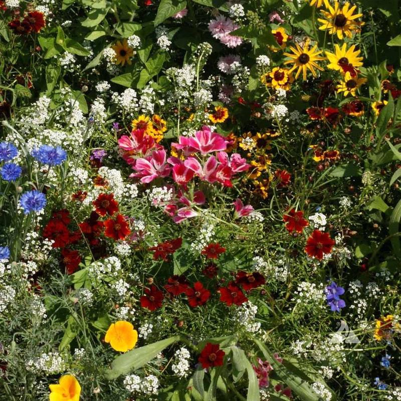 2000+ Butterfly and Hummingbird Flower Seed Mix