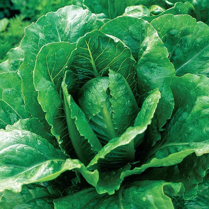 250 Organic Parris Island Romaine Lettuce Vegetable Seeds