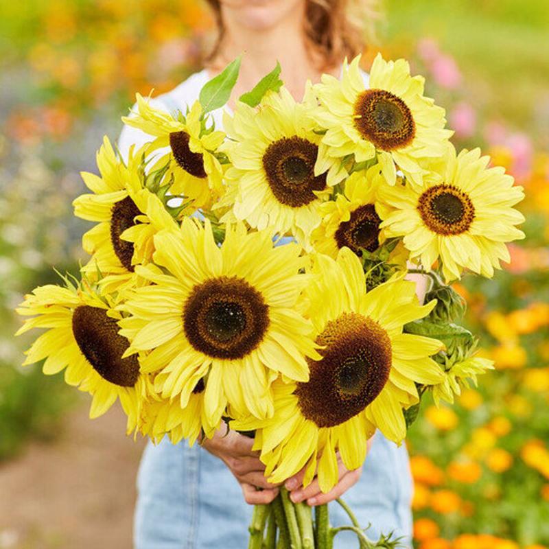 30 Lemon Queen Sunflower Seeds