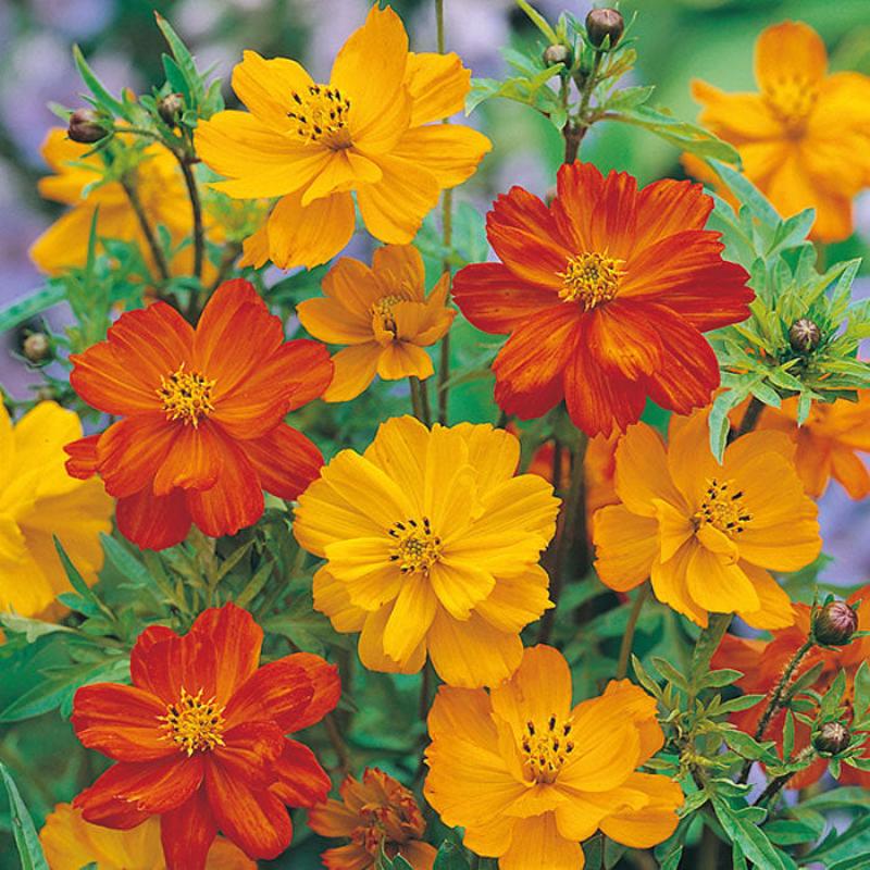 300 Bright Lights Cosmos Flower Seeds
