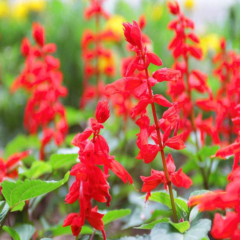 400 Scarlet Sage / Scarlet Salvia Flower Seeds