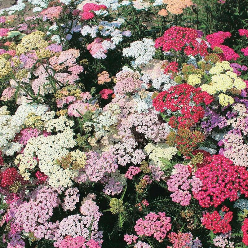 50 "Colorado" Pastel Mix Yarrow Flower Seeds