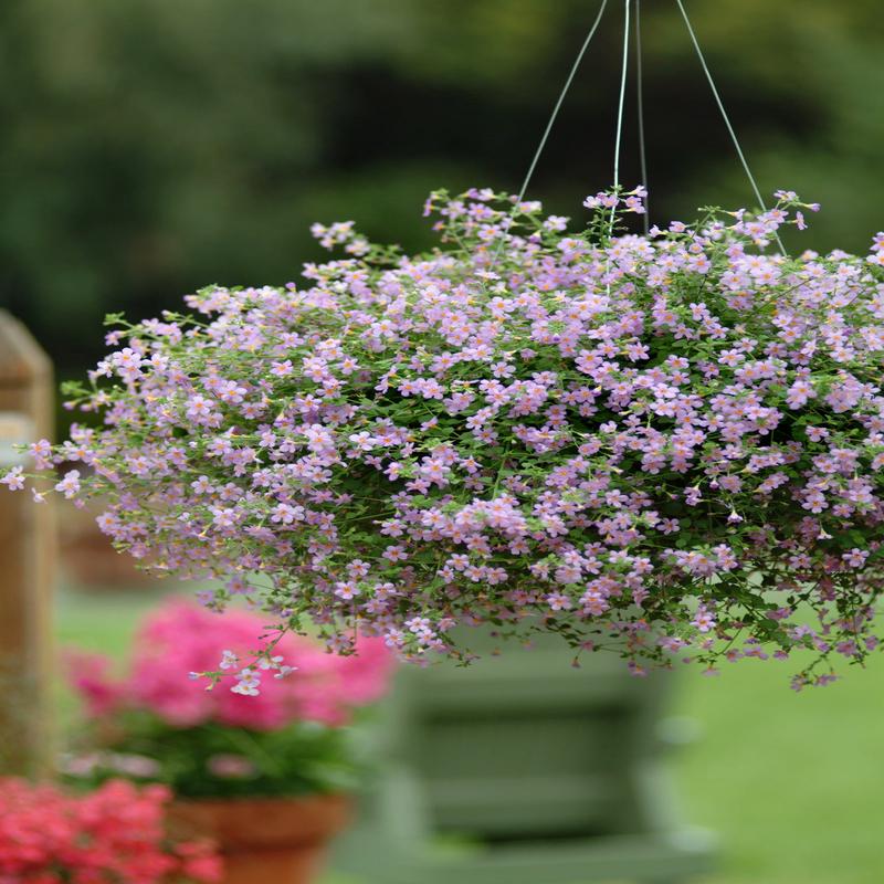 Bacopa Bluetopia
