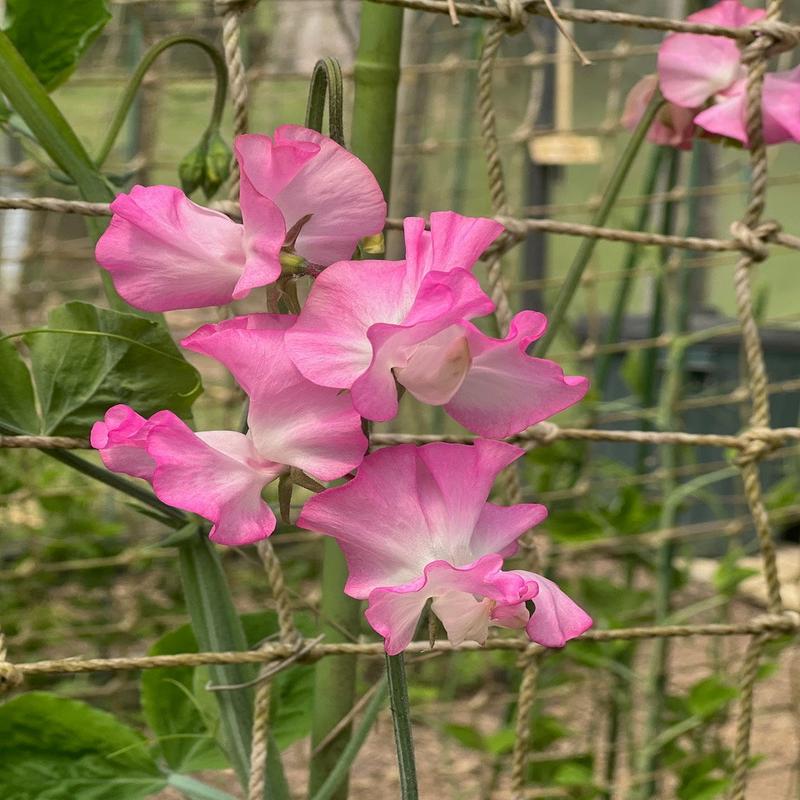 Sweet Pea Early Gwendoline