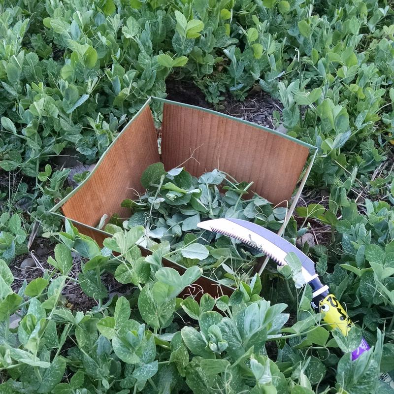 Winter Hardy Field Pea Cover Crop Seed