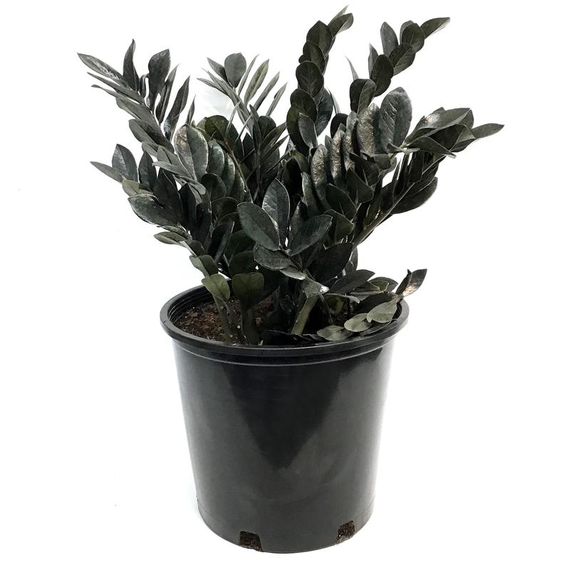 ZZ Plant, 14in, Raven