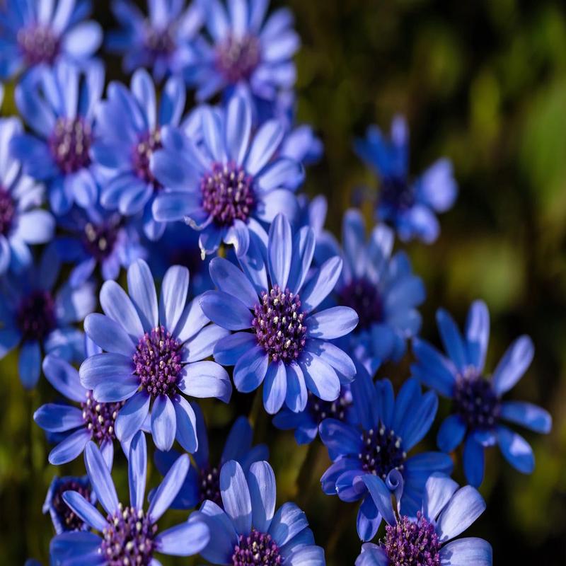 100 Blue Felicia Daisy Flower Seeds