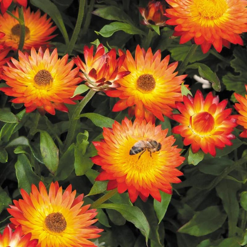 100 Orange Strawflower Flower Seeds