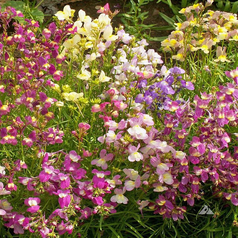 2000+ Spurred Snapdragon Flower Seeds