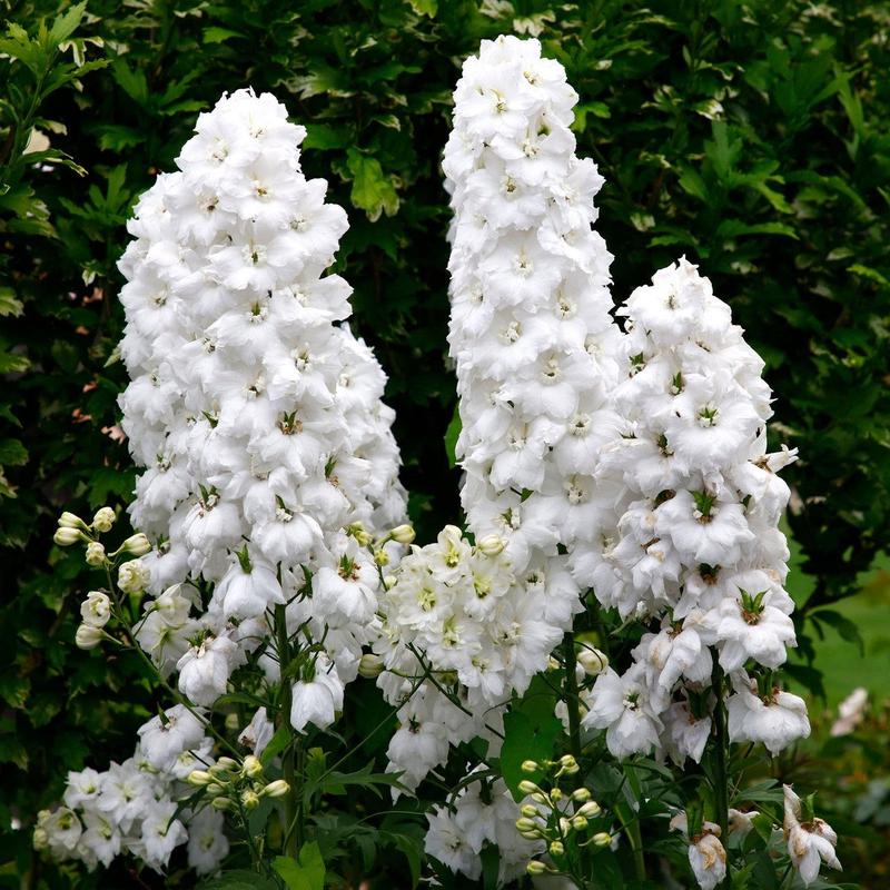 50 Magic Fountains White Delphinium Flower Seeds