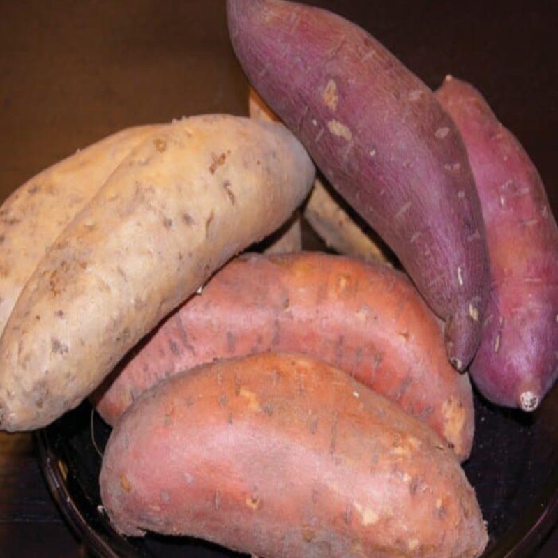 Best All-Around Collection Sweet Potato Plants