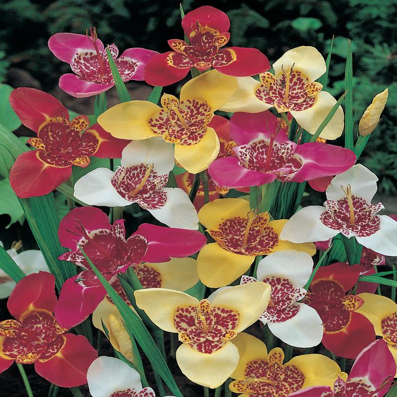 Tigridia Modern Hybrids