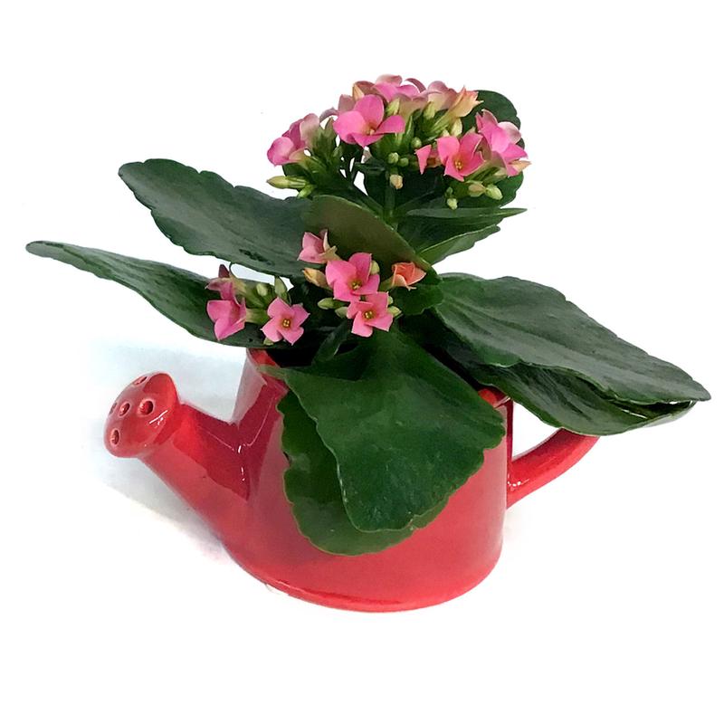Valentines Planter, Love Grows Mini