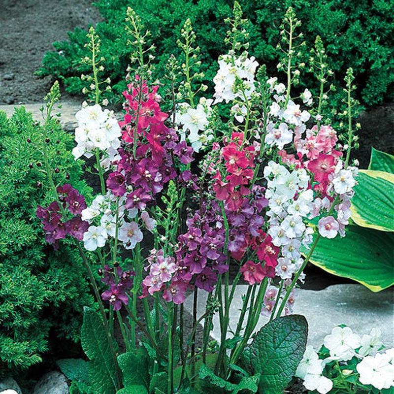 100 Mixed Color Verbascum Flower Seeds