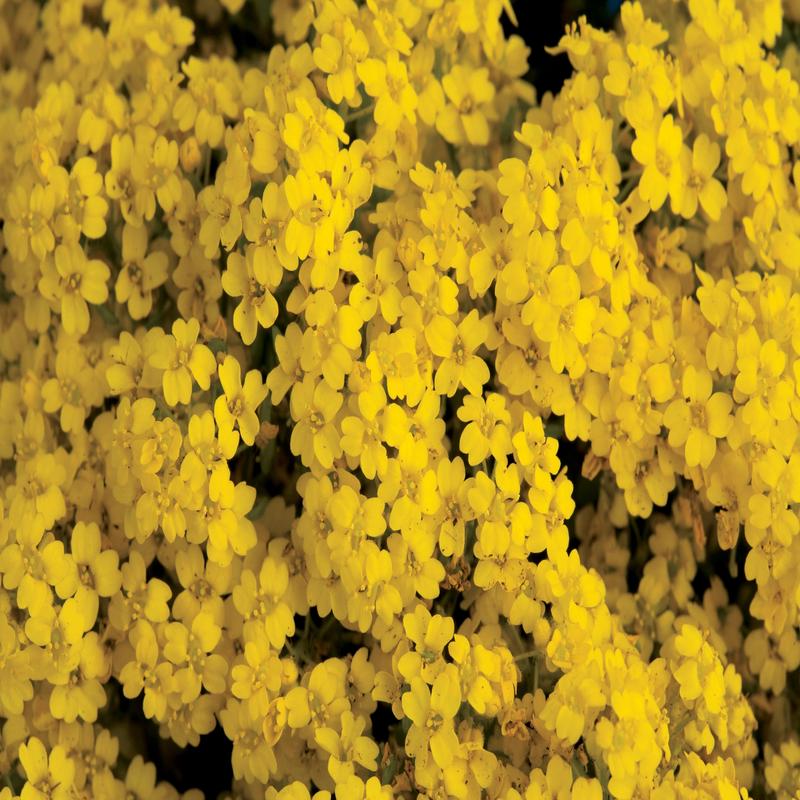 Alyssum Summit